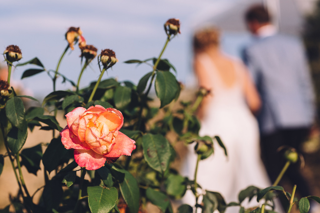 Fotografo Matrimonio Langhe Il dettaglio di una rosa